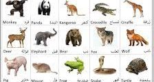 جميع اسماء الحيوانات بالفرنسية مع الصور
