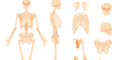 كم عدد العظام الطويلة في الهيكل المحوري